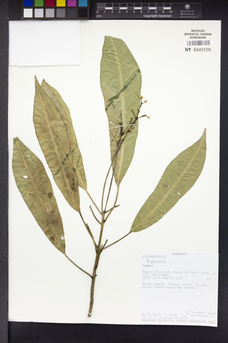 Euphorbia bokorensis