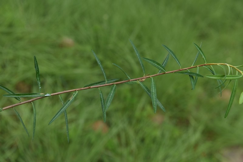 Euphorbia bongensis