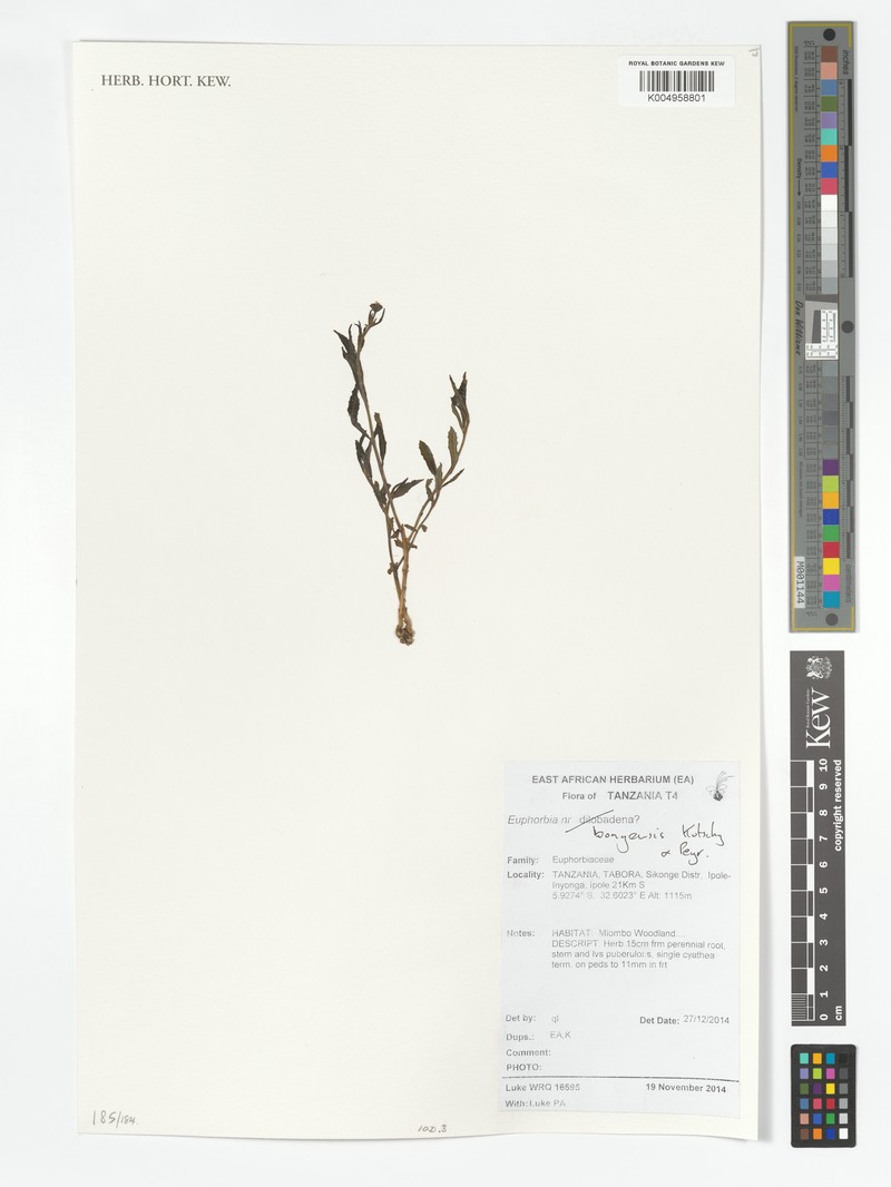Euphorbia bongensis photo 2