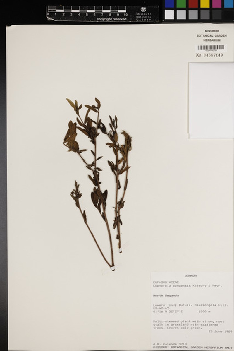 Euphorbia bongensis photo 5