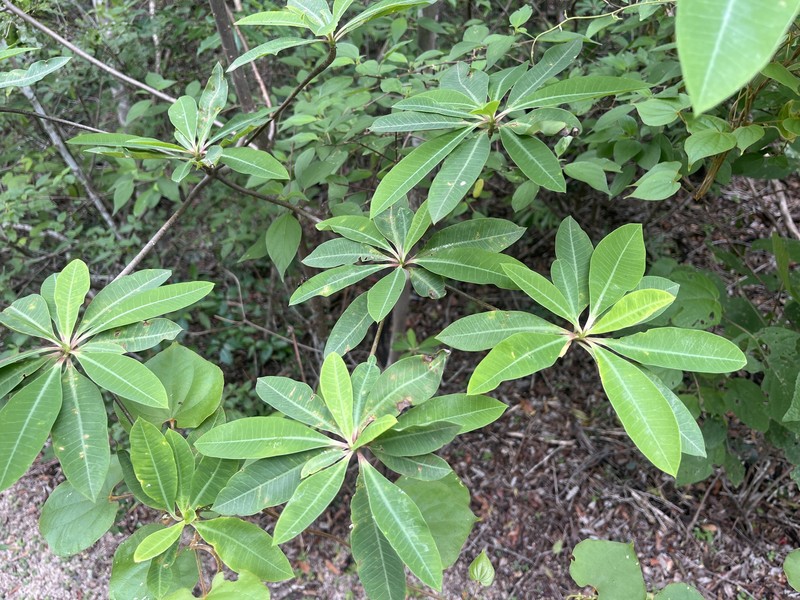 Euphorbia bongolavensis photo 3