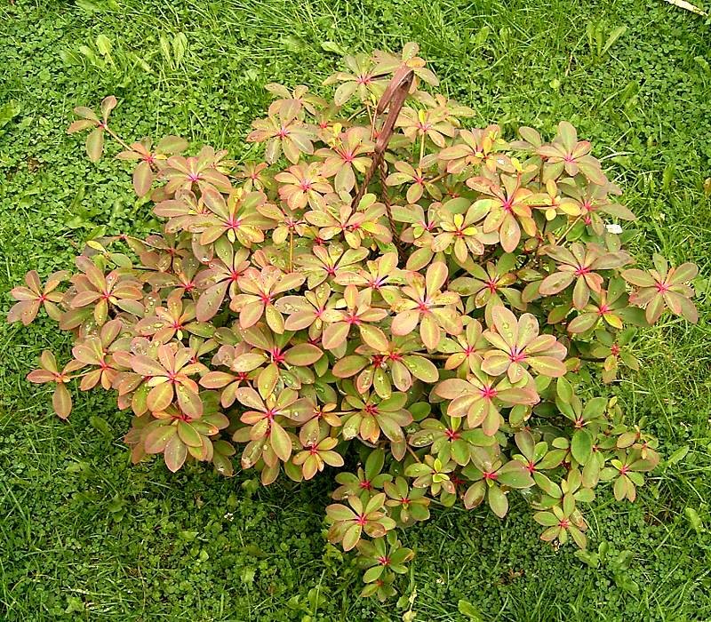 Euphorbia bongolavensis