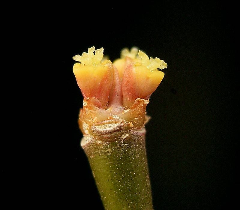 Euphorbia bongolavensis photo 4