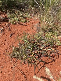 Euphorbia boophthona