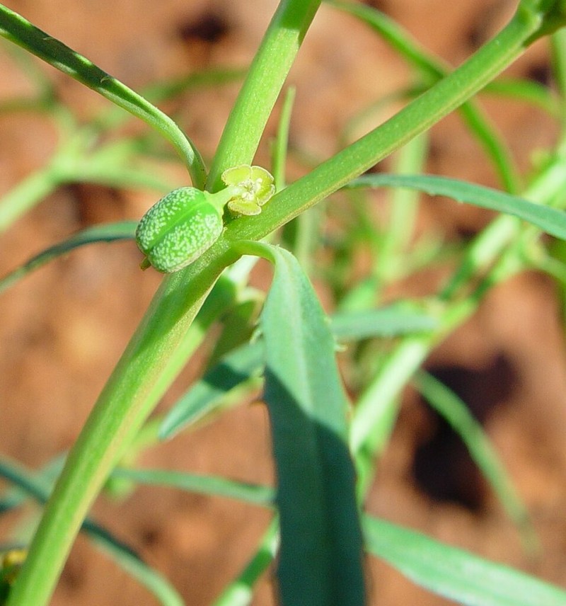 Euphorbia boophthona photo 4