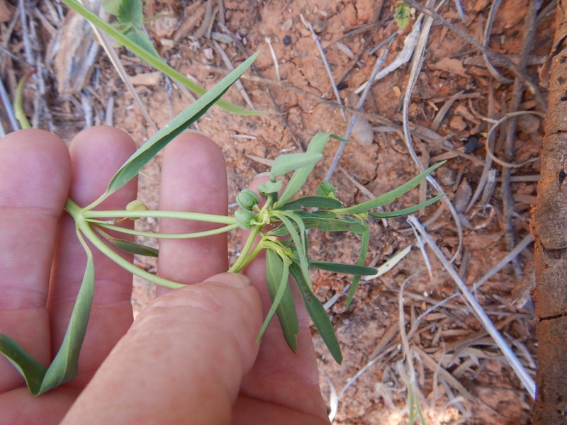 Euphorbia boophthona photo 6