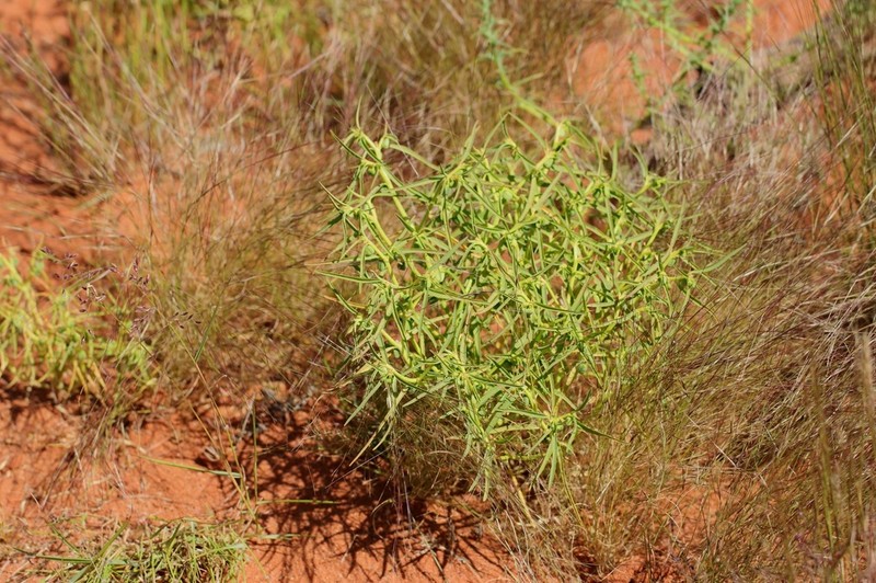 Euphorbia boophthona photo 7