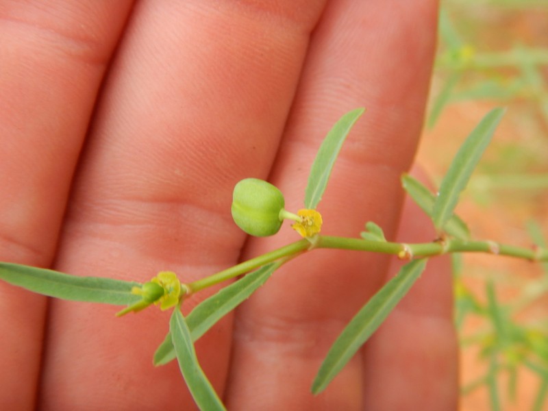 Euphorbia boophthona photo 8