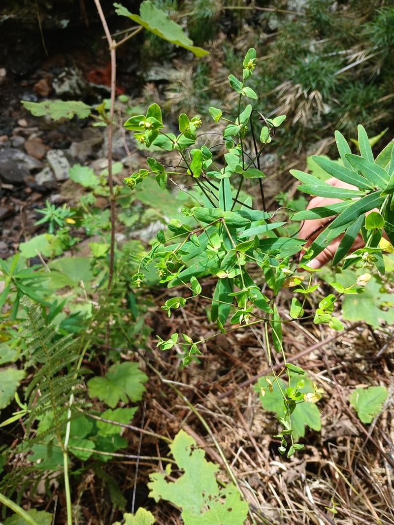 Euphorbia borbonica