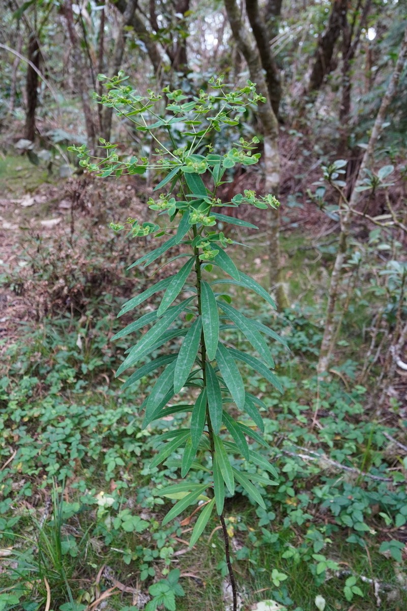 Euphorbia borbonica photo 2