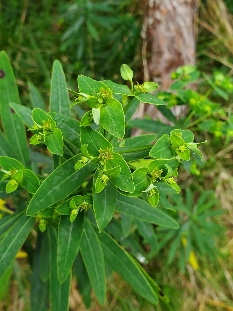 Euphorbia borbonica photo 3