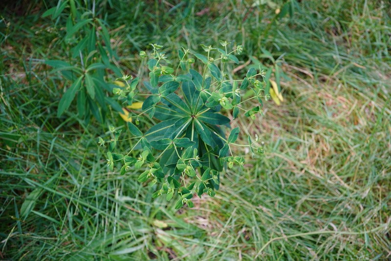 Euphorbia borbonica photo 4