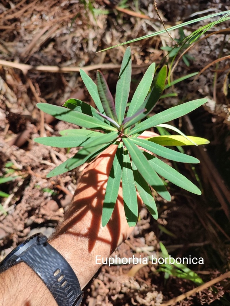 Euphorbia borbonica photo 5