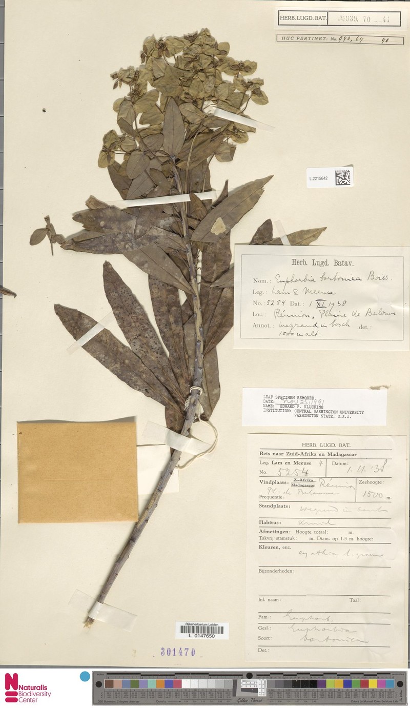 Euphorbia borbonica photo 7