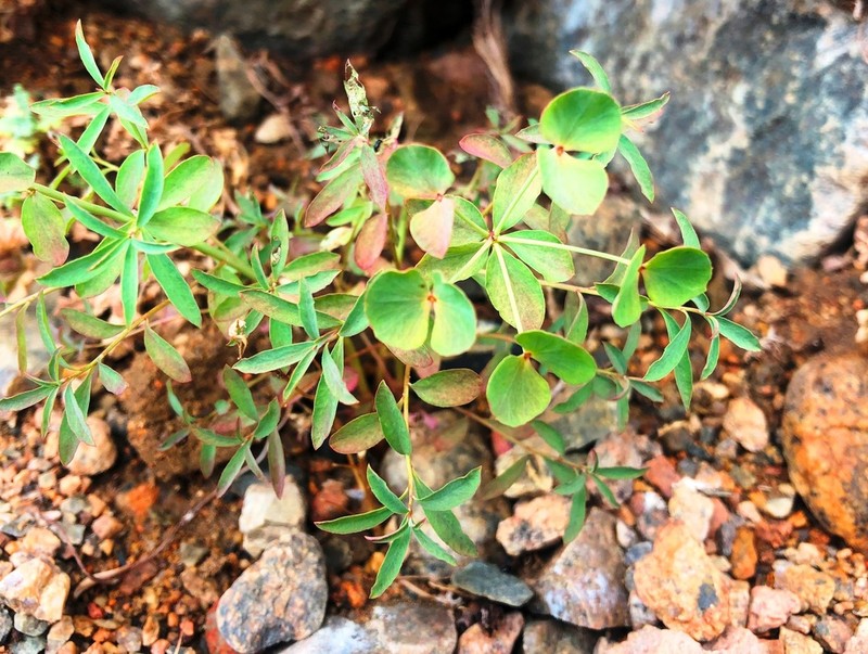 Euphorbia borealis