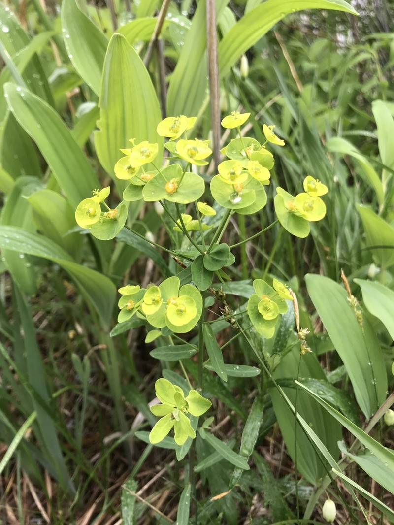 Euphorbia borealis photo 2