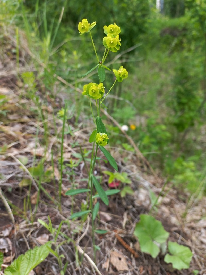 Euphorbia borealis photo 3