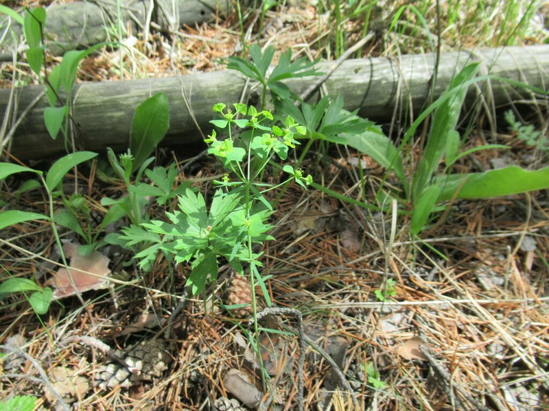 Euphorbia borealis photo 4