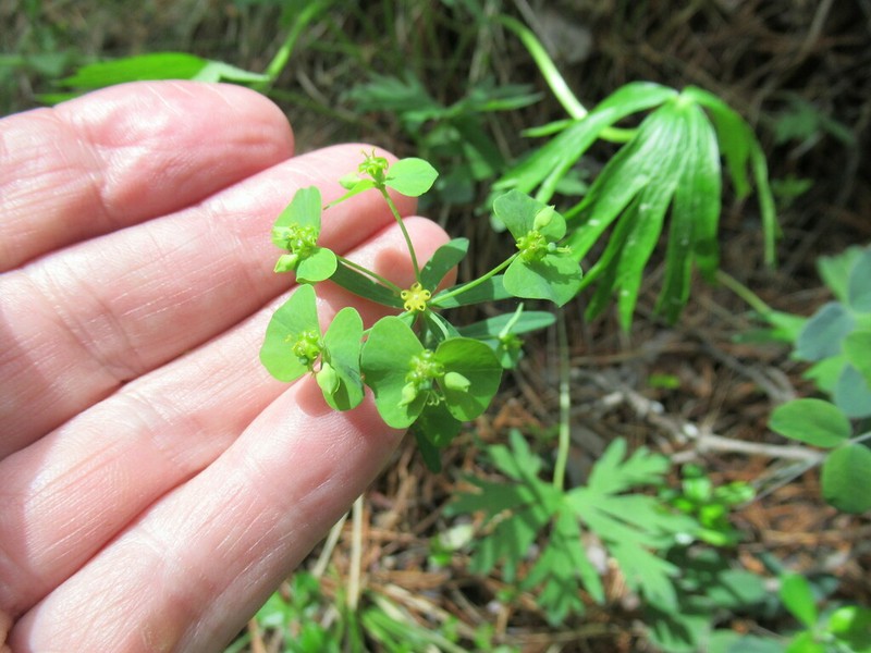 Euphorbia borealis photo 5