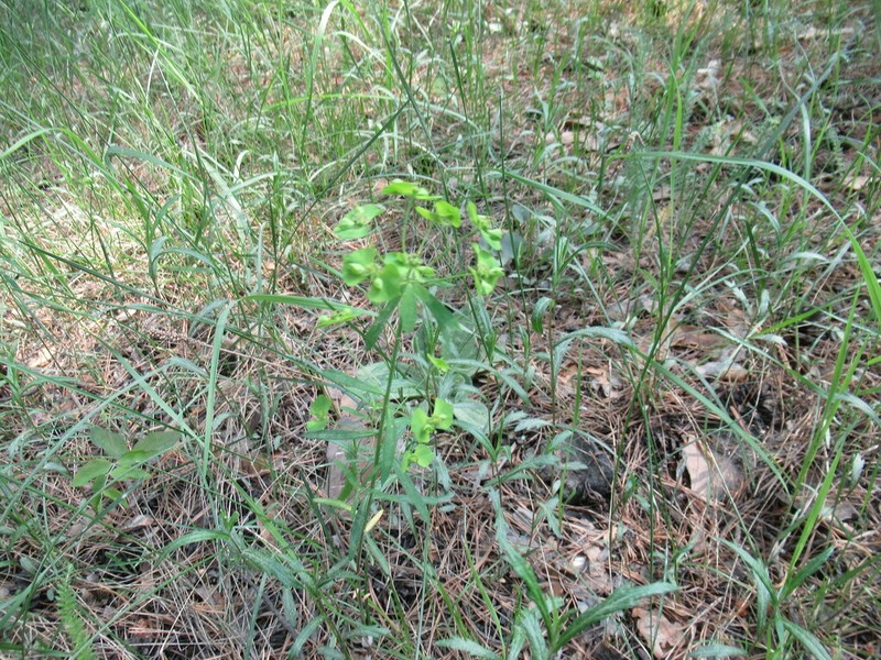 Euphorbia borealis photo 6