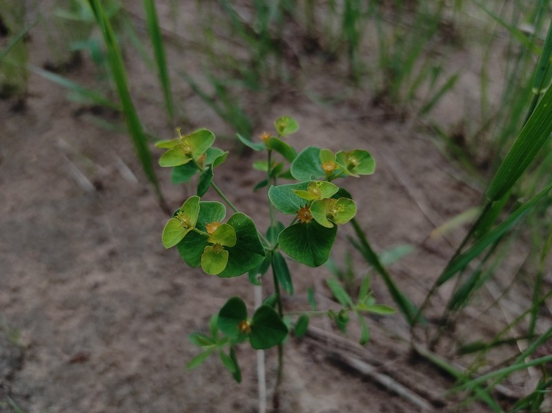 Euphorbia borealis photo 7