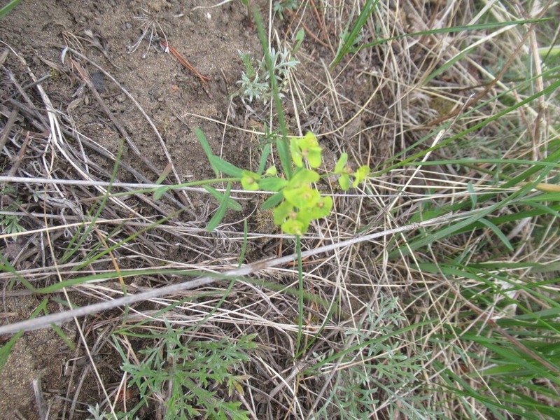 Euphorbia borealis photo 8