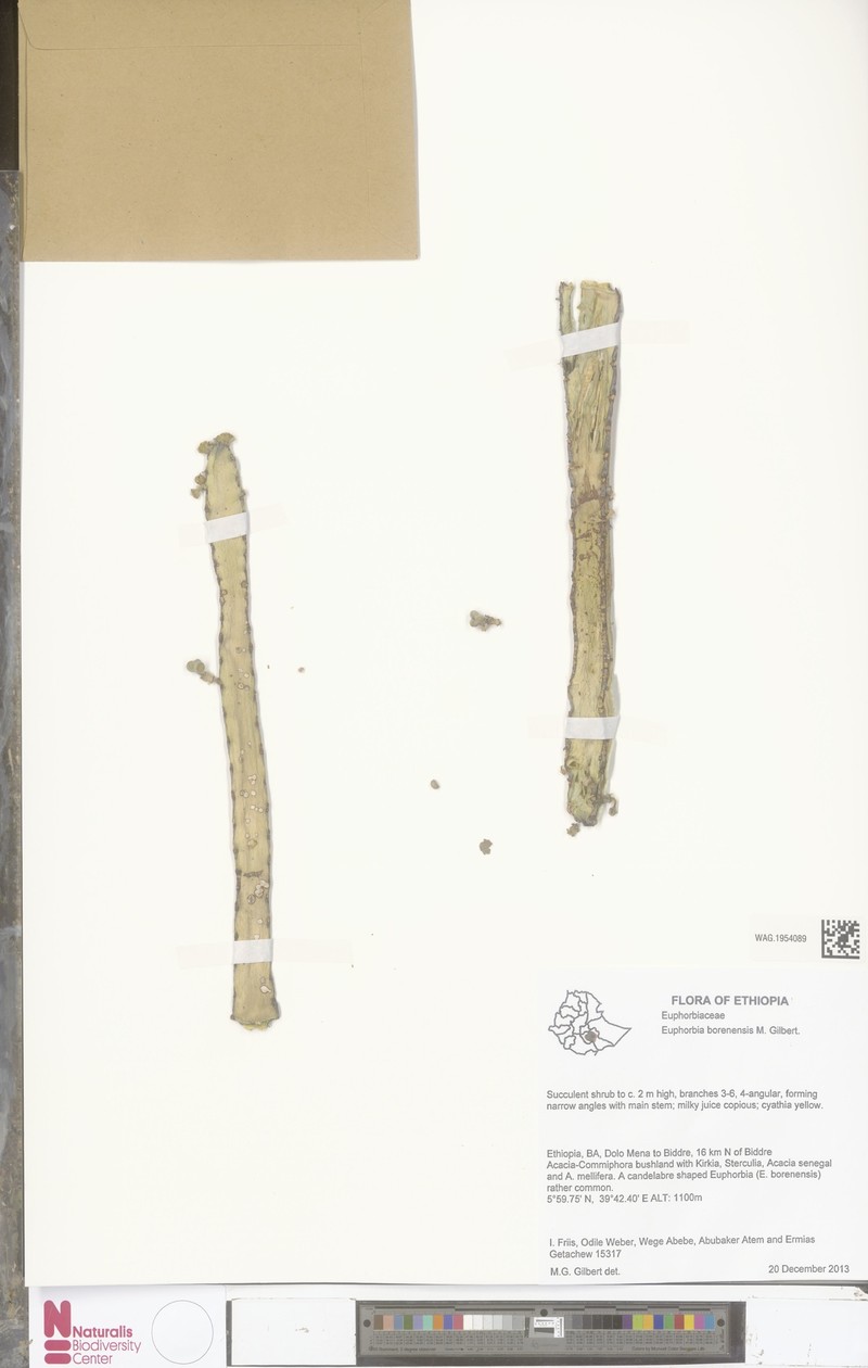 Euphorbia borenensis