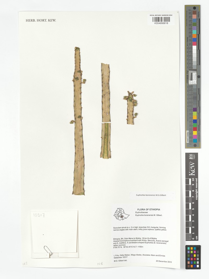 Euphorbia borenensis photo 2