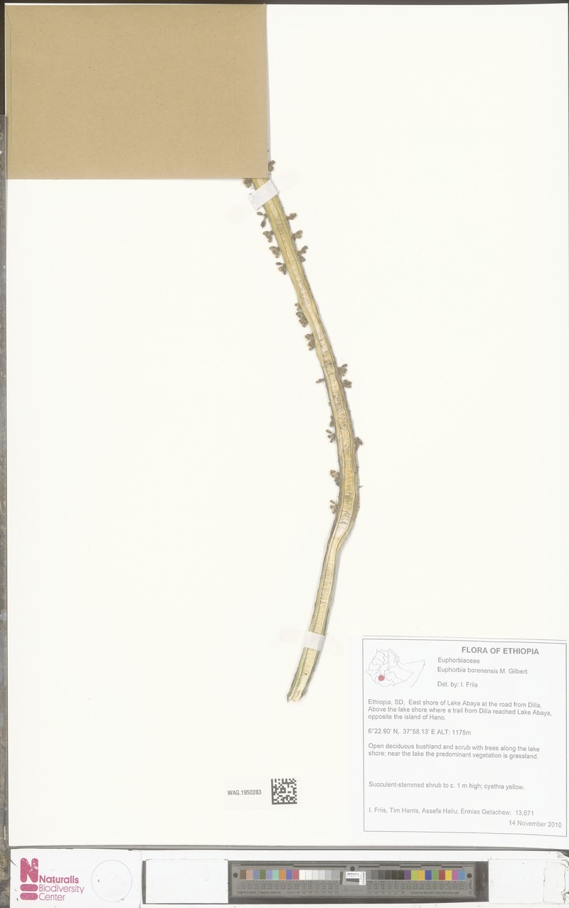 Euphorbia borenensis photo 3