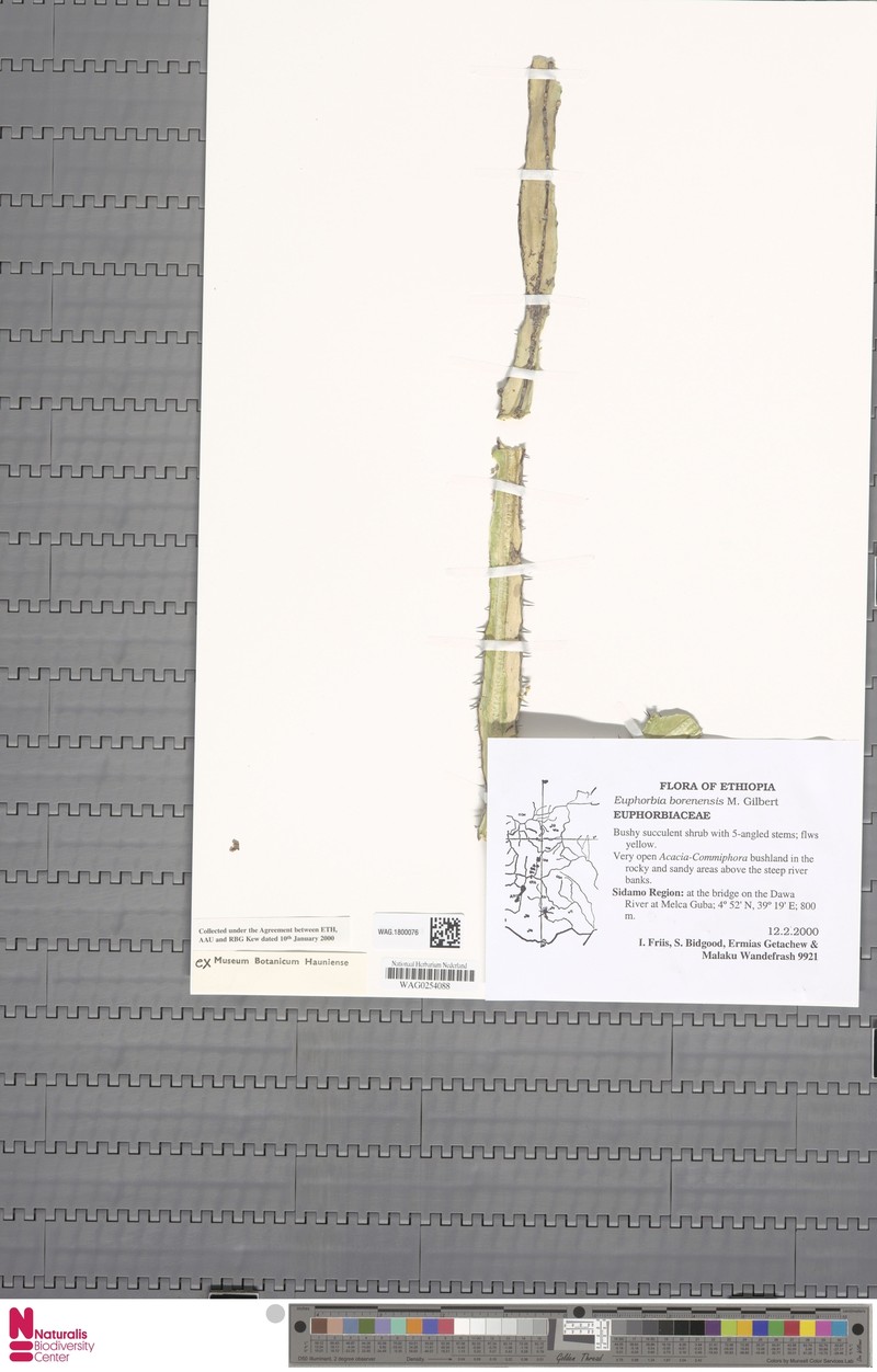 Euphorbia borenensis photo 5