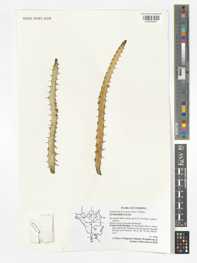 Euphorbia borenensis photo 6