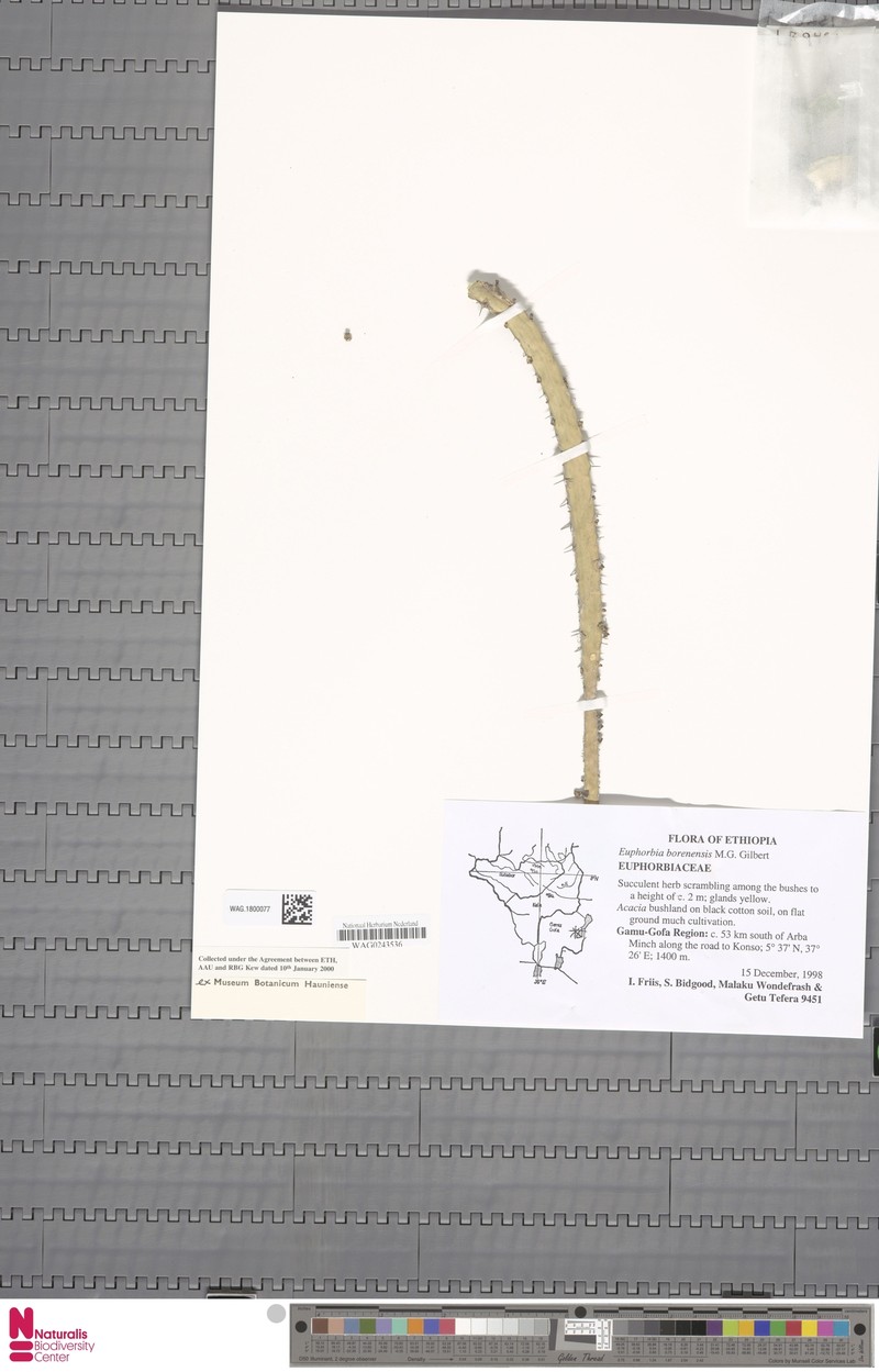 Euphorbia borenensis photo 7
