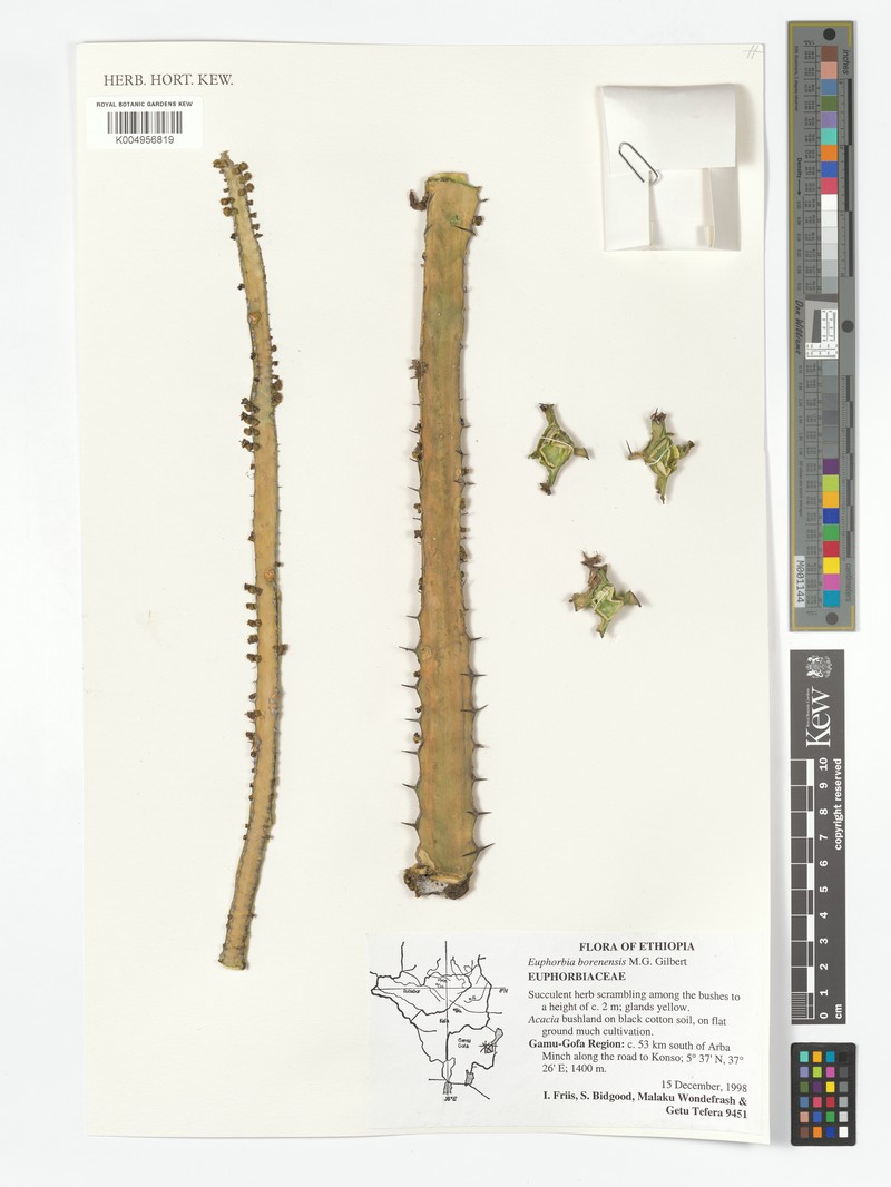 Euphorbia borenensis photo 8