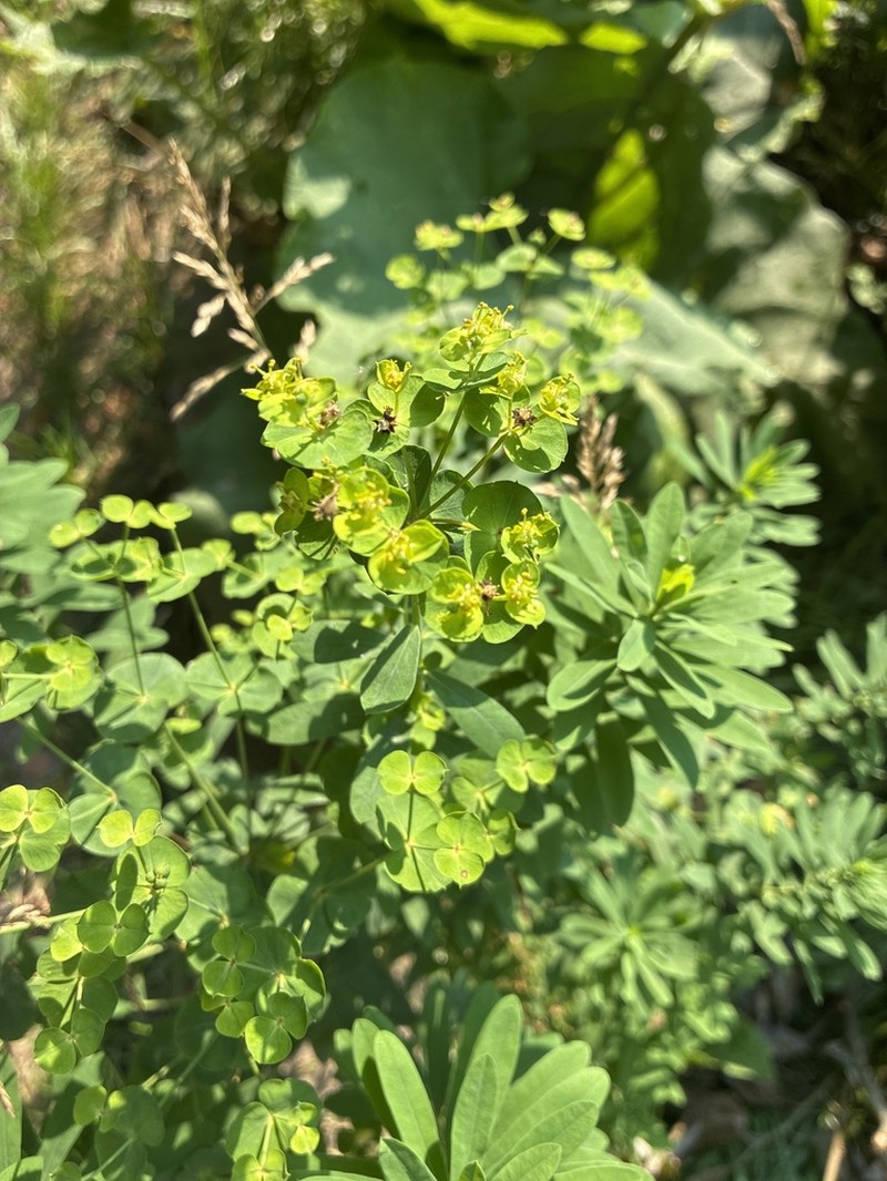 Euphorbia borodinii
