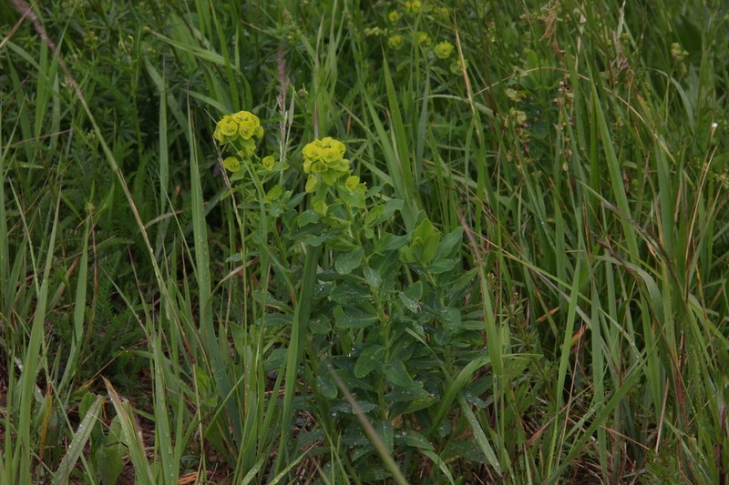 Euphorbia borodinii photo 2