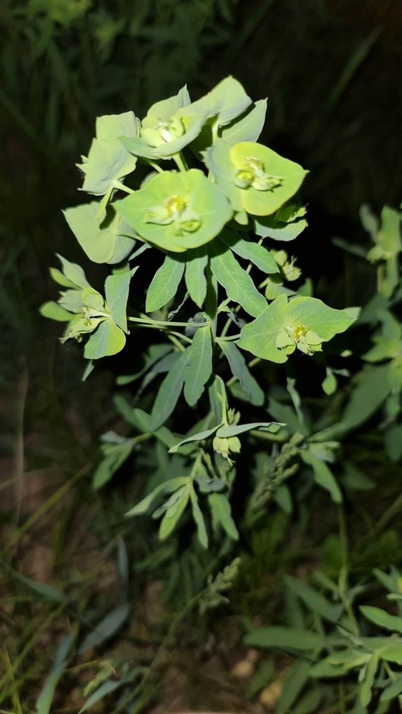 Euphorbia borodinii photo 3