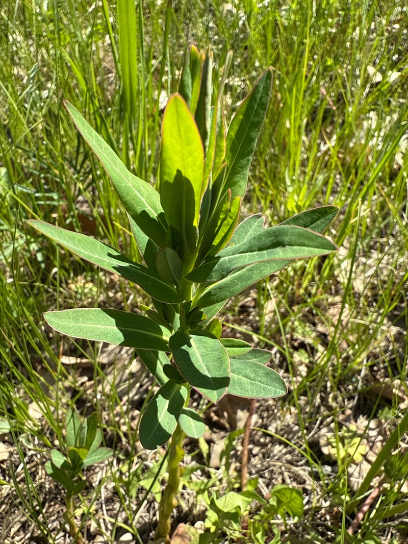 Euphorbia borodinii photo 4