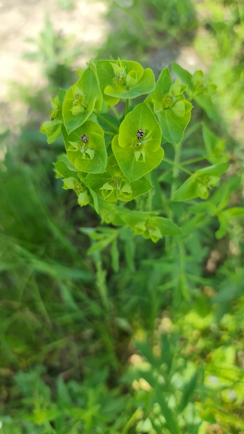 Euphorbia borodinii photo 5