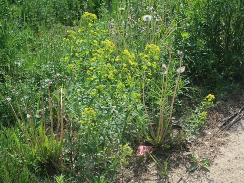 Euphorbia borodinii photo 6