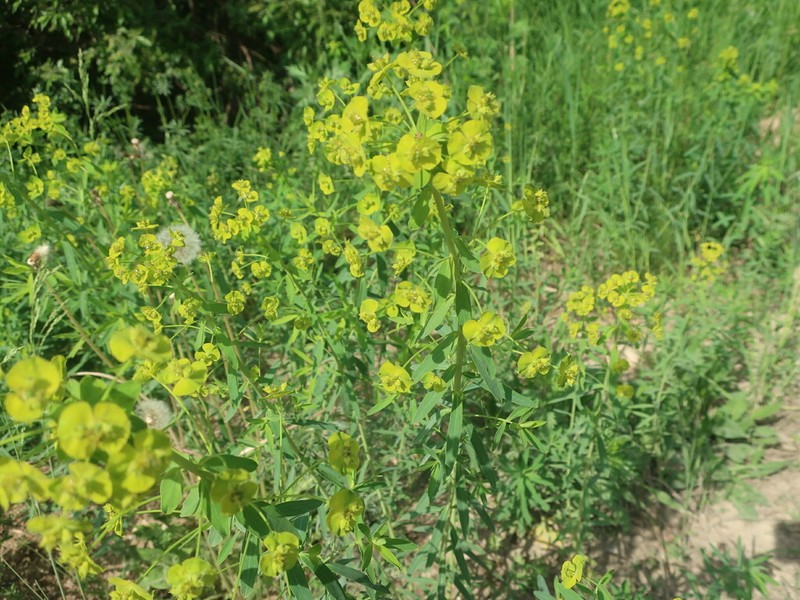 Euphorbia borodinii photo 7