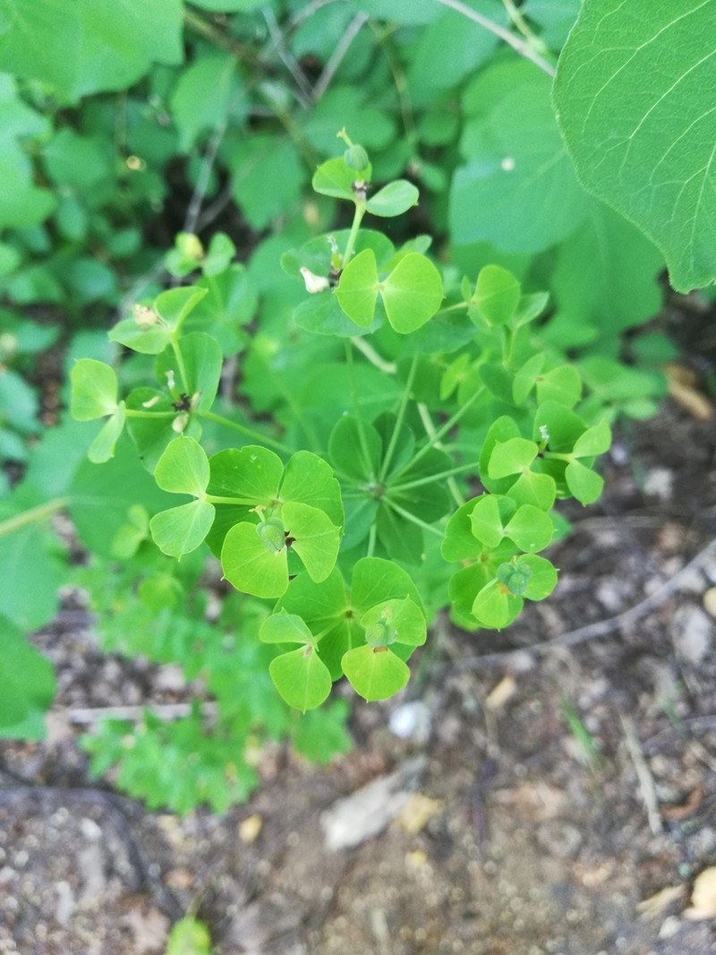 Euphorbia borodinii photo 8