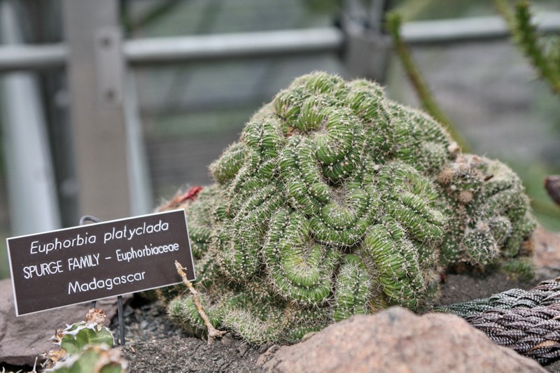 Euphorbia bosseri photo 3