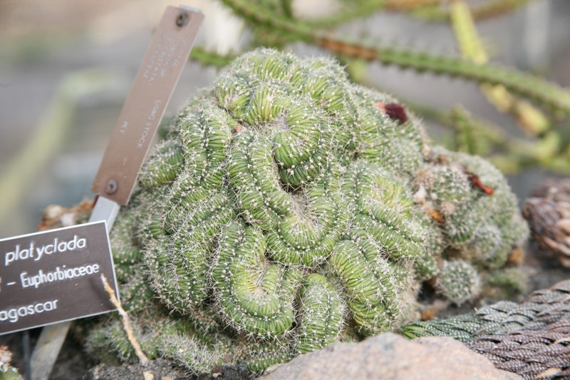Euphorbia bosseri photo 4