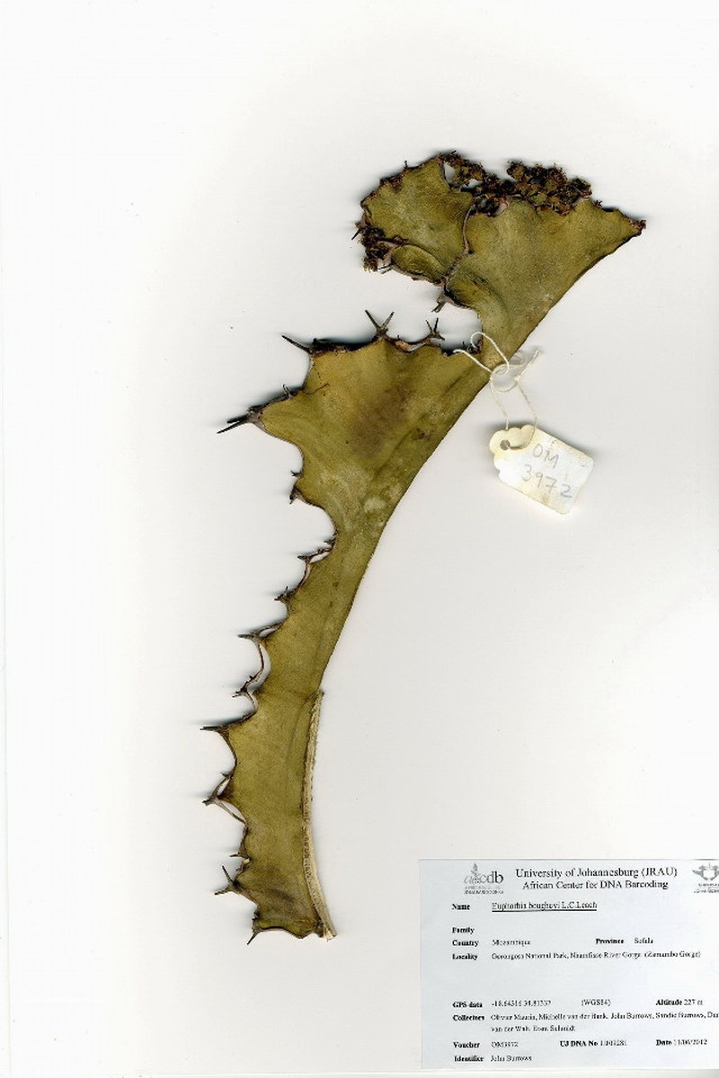 Euphorbia bougheyi photo 5