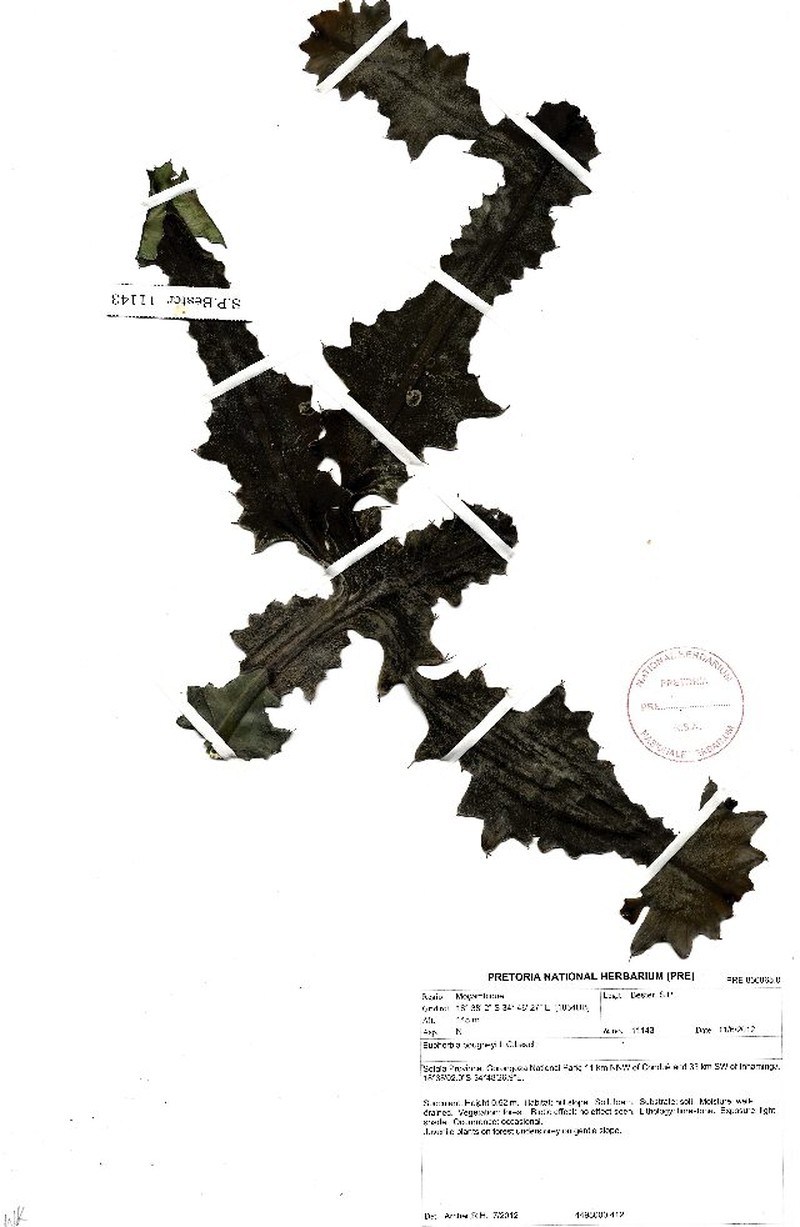 Euphorbia bougheyi photo 6