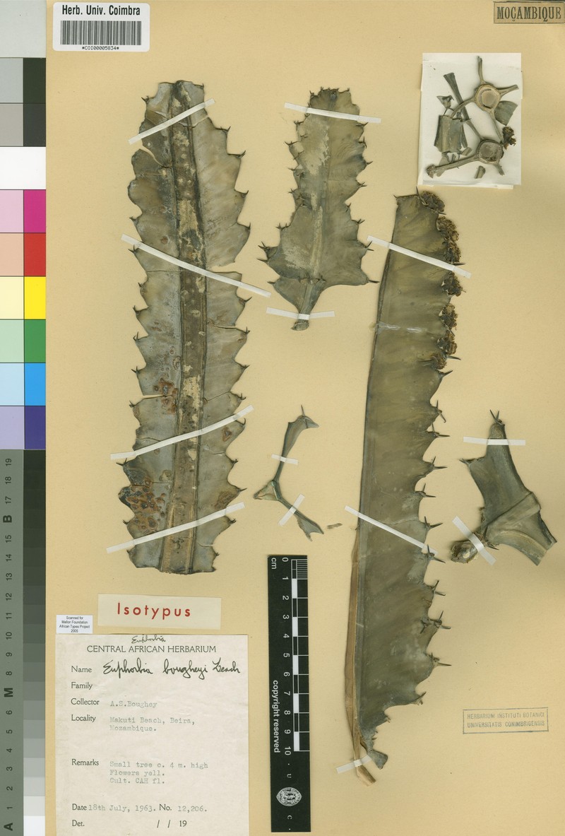 Euphorbia bougheyi photo 8