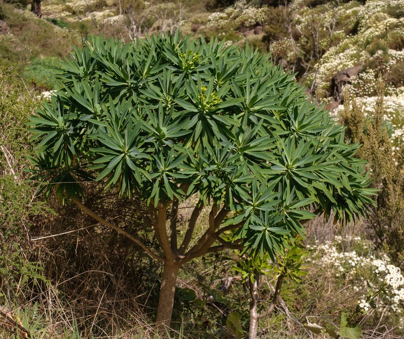 Euphorbia bourgaeana photo 2