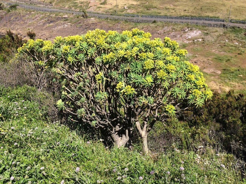 Euphorbia bourgaeana photo 3