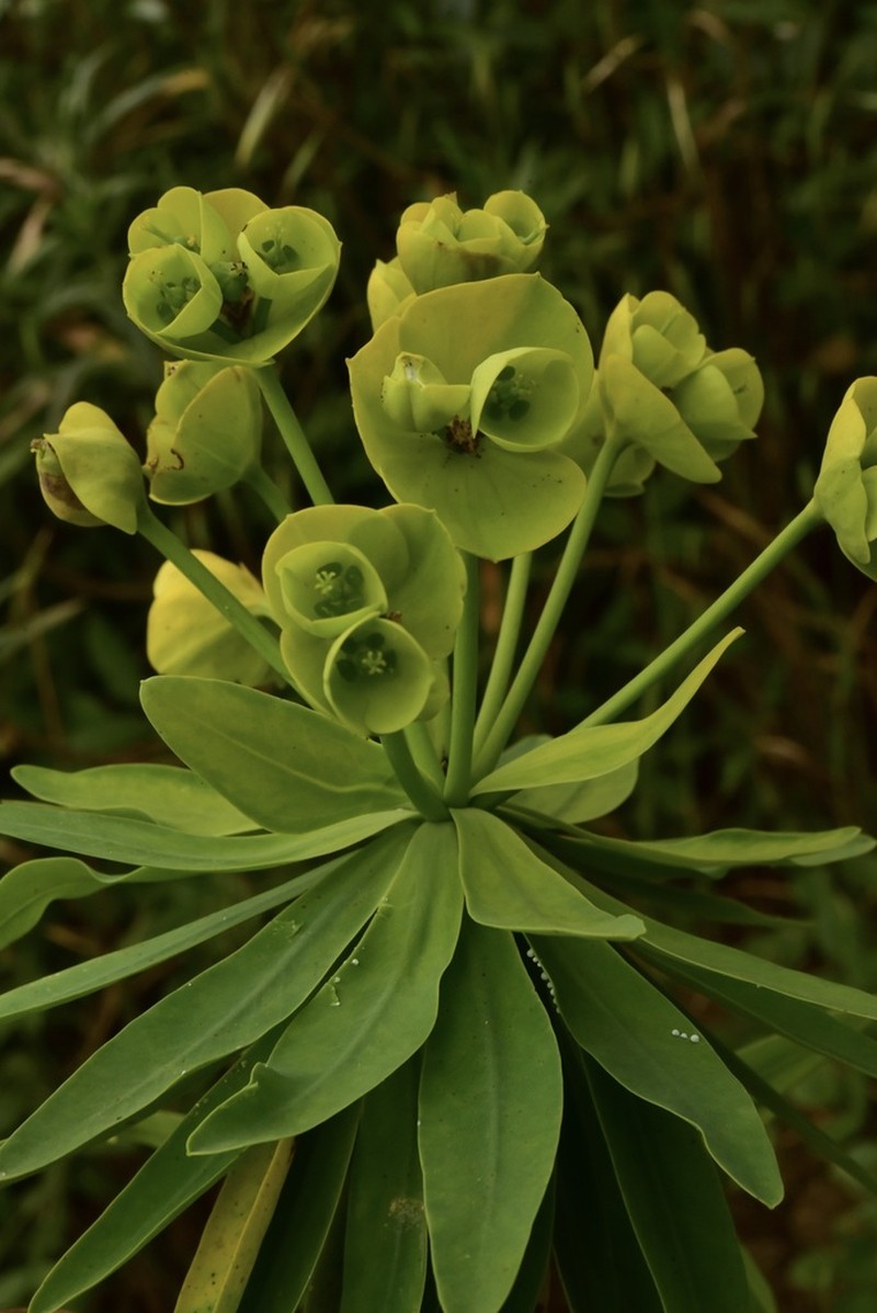 Euphorbia bourgaeana photo 4
