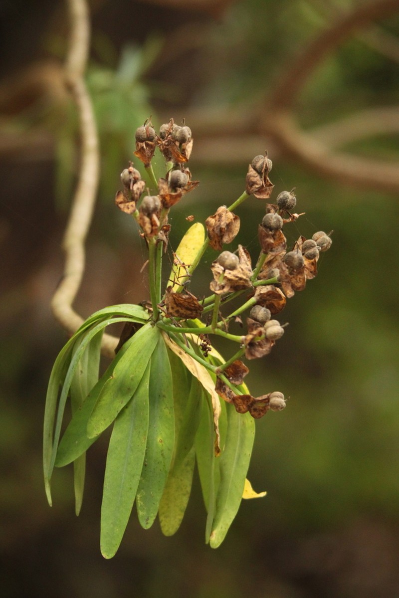 Euphorbia bourgaeana photo 5